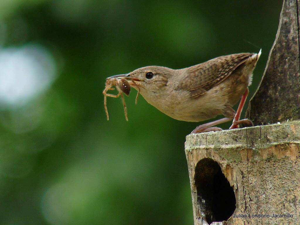 House Wren (Troglodytes aedon) by julian londono is licensed under CC BY-SA 2.0